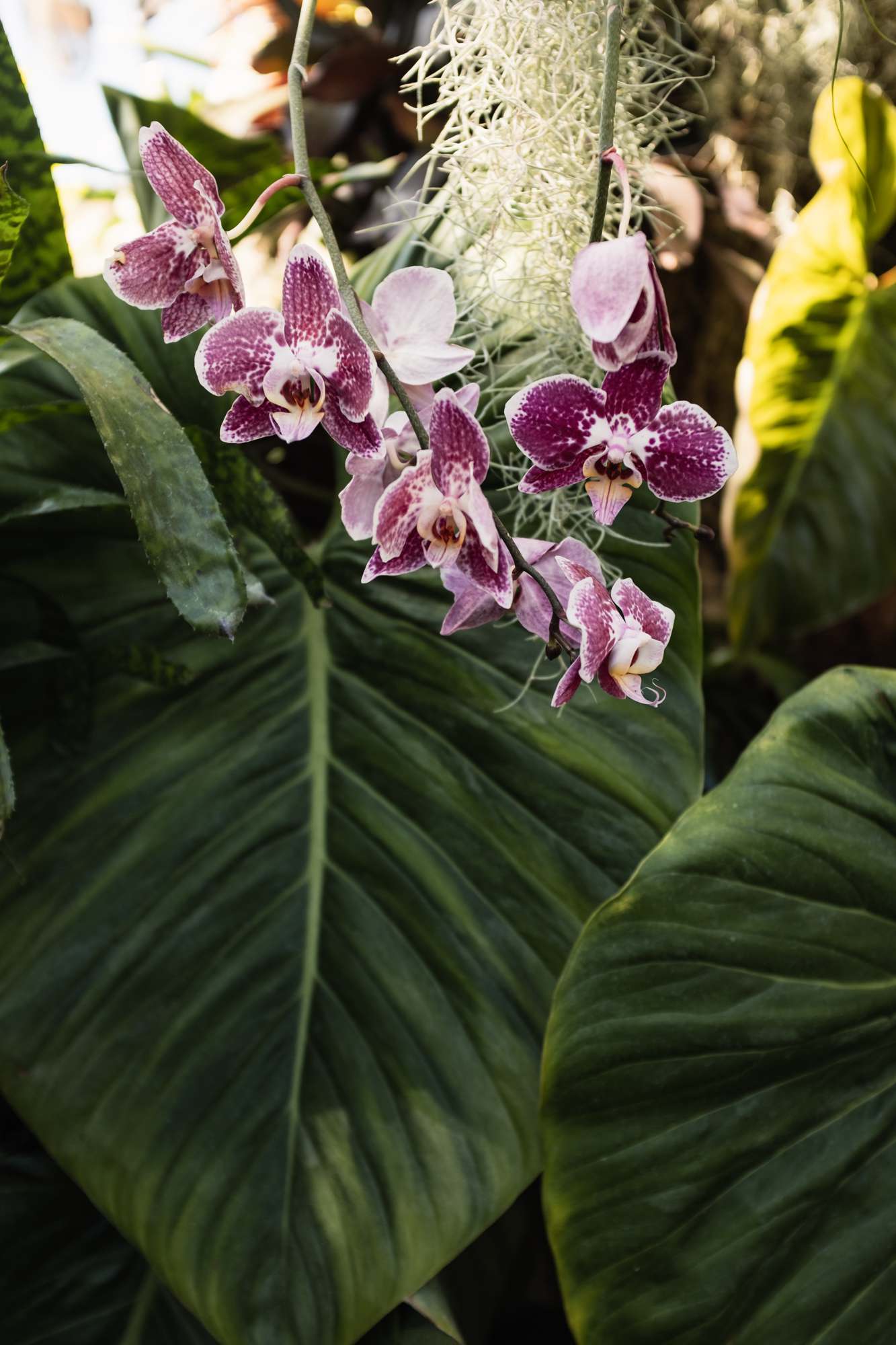 Chicago Botanic Garden Orchids