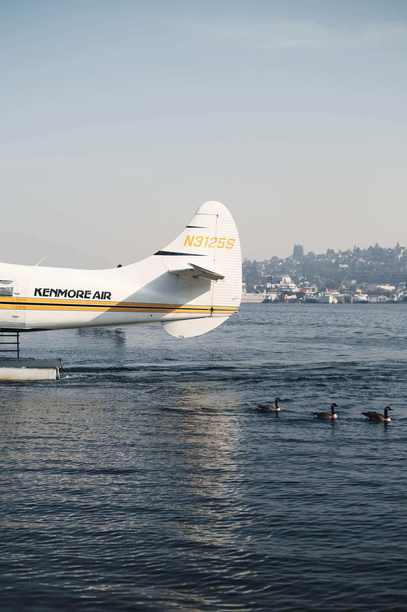 Geese and Seaplane in Lake Union