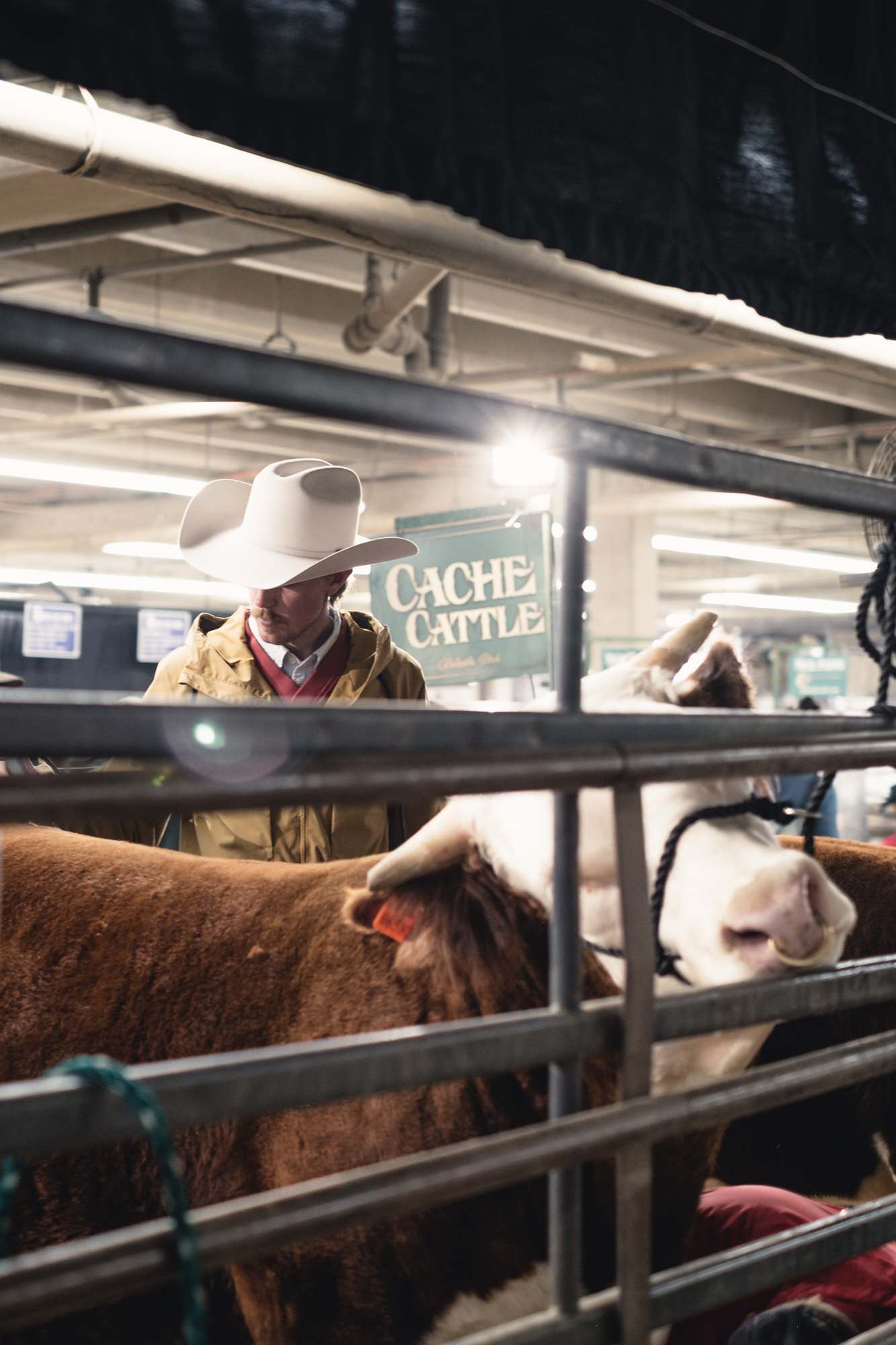 Individual Grooming a Cow at the National Western Stock Show