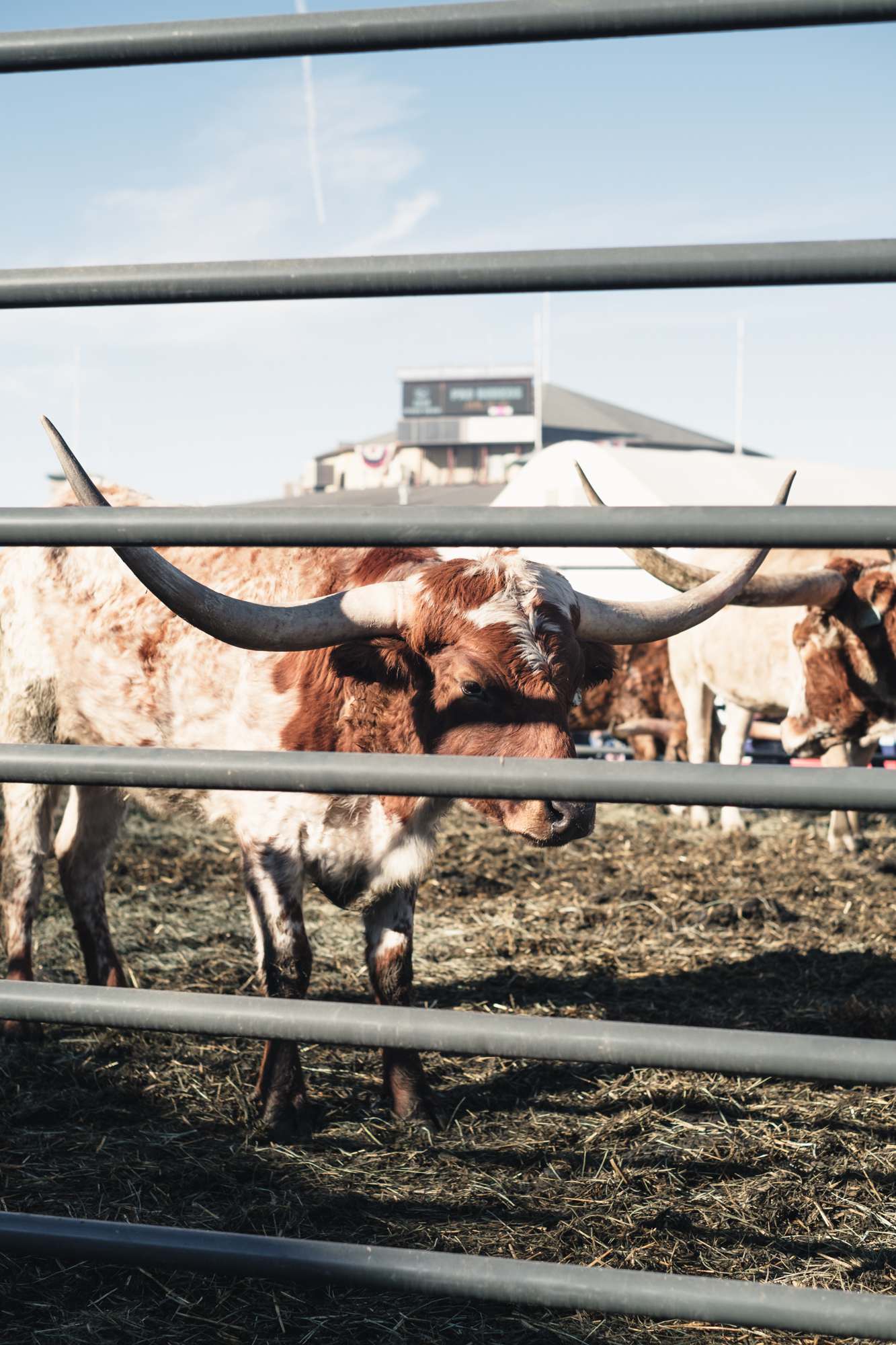 Longhorn in a Paddock