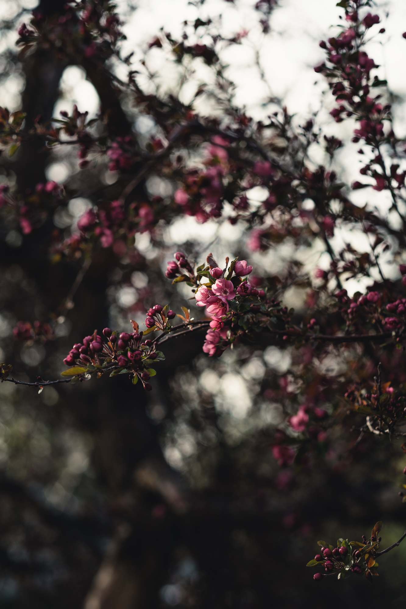 Denver Crabapple Blossom