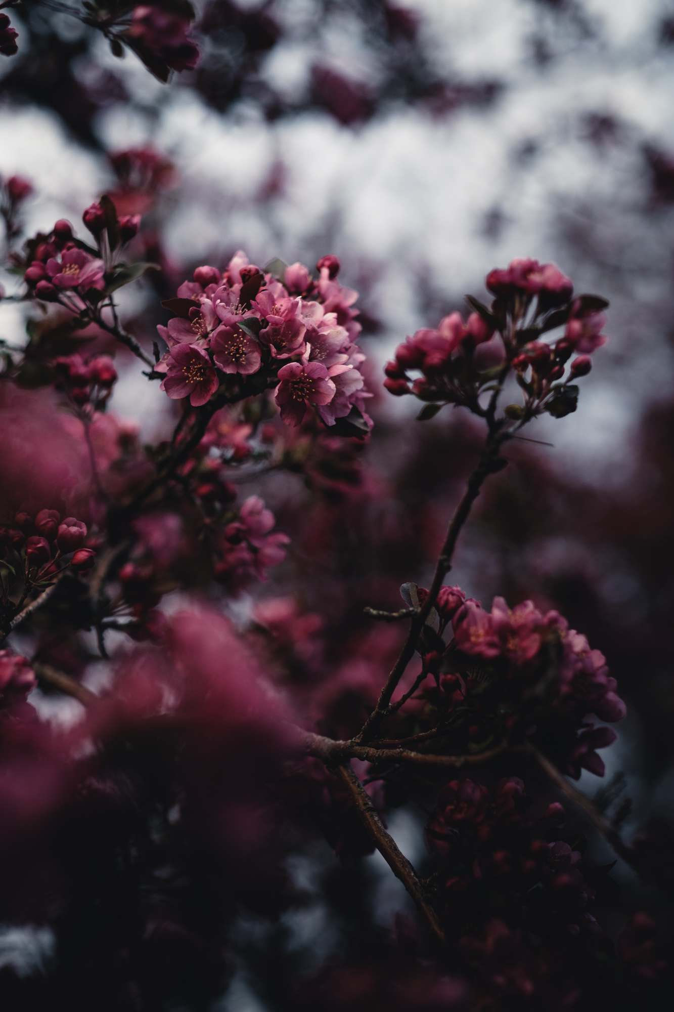 Springtime Crabapple Blossom