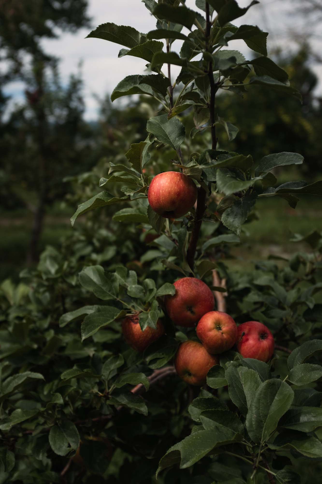 Apples Ready for Harvesting