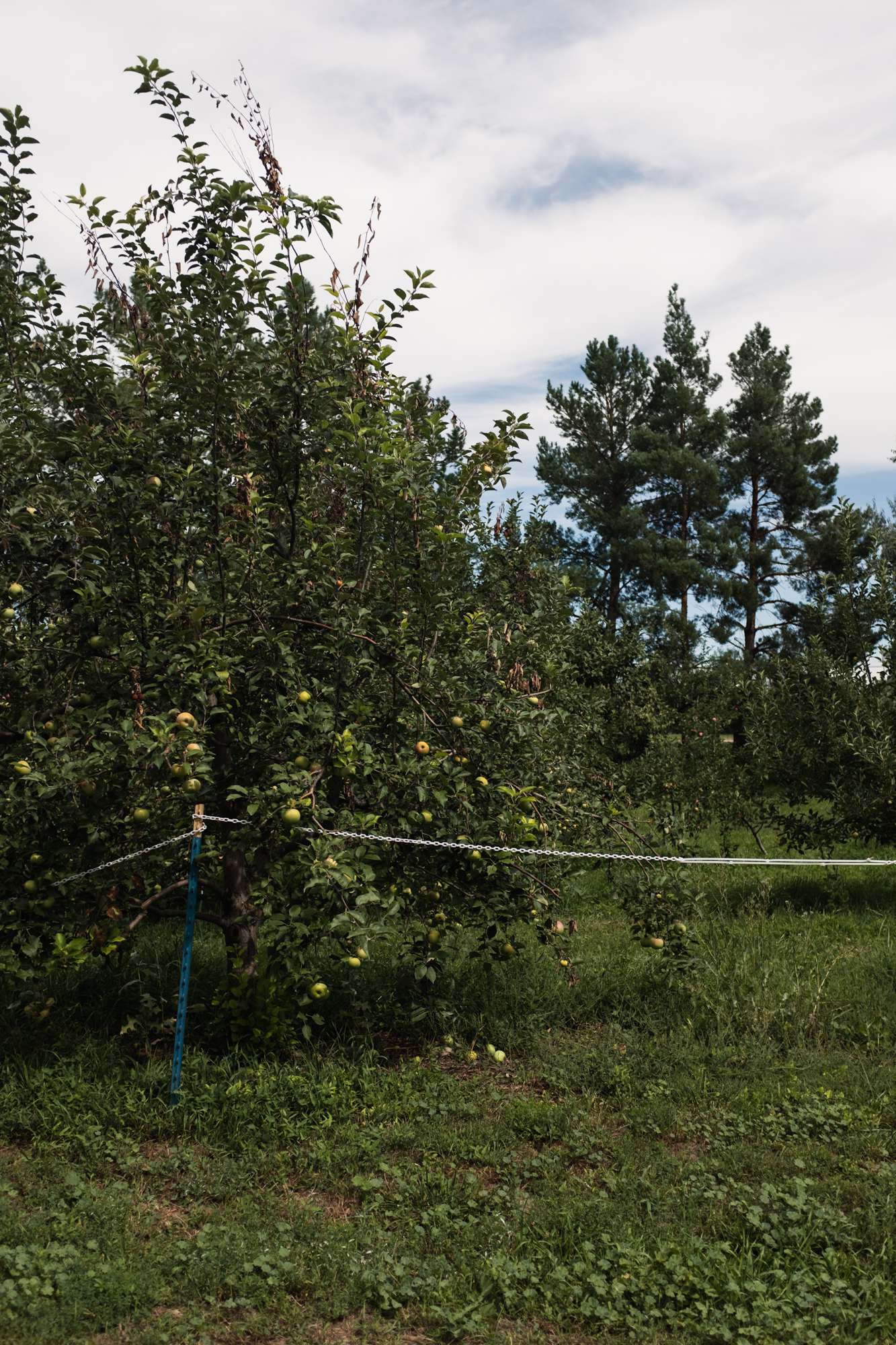 Apple Tree in an Orchard