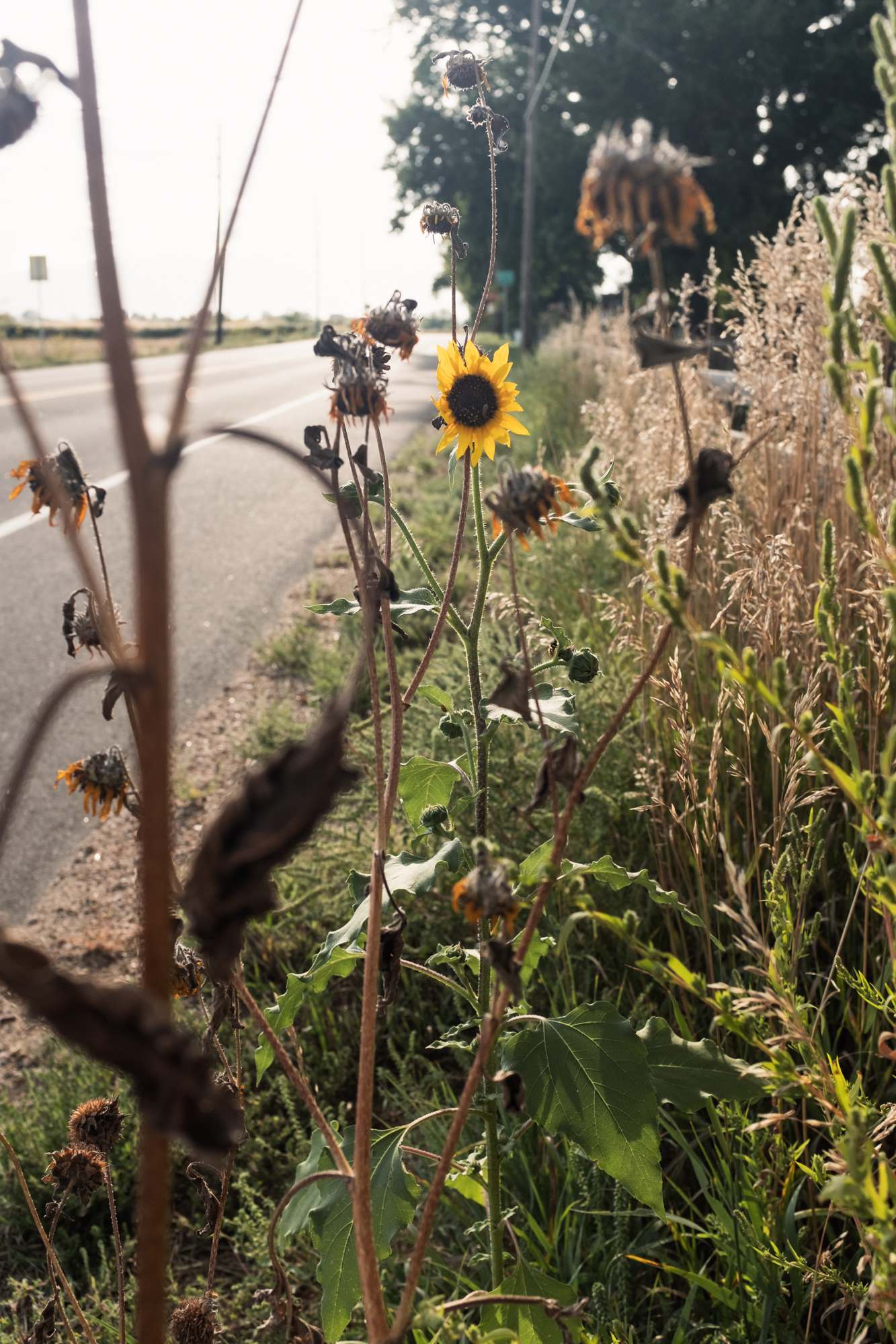 Sunflowers on the Side of Niwot Road
