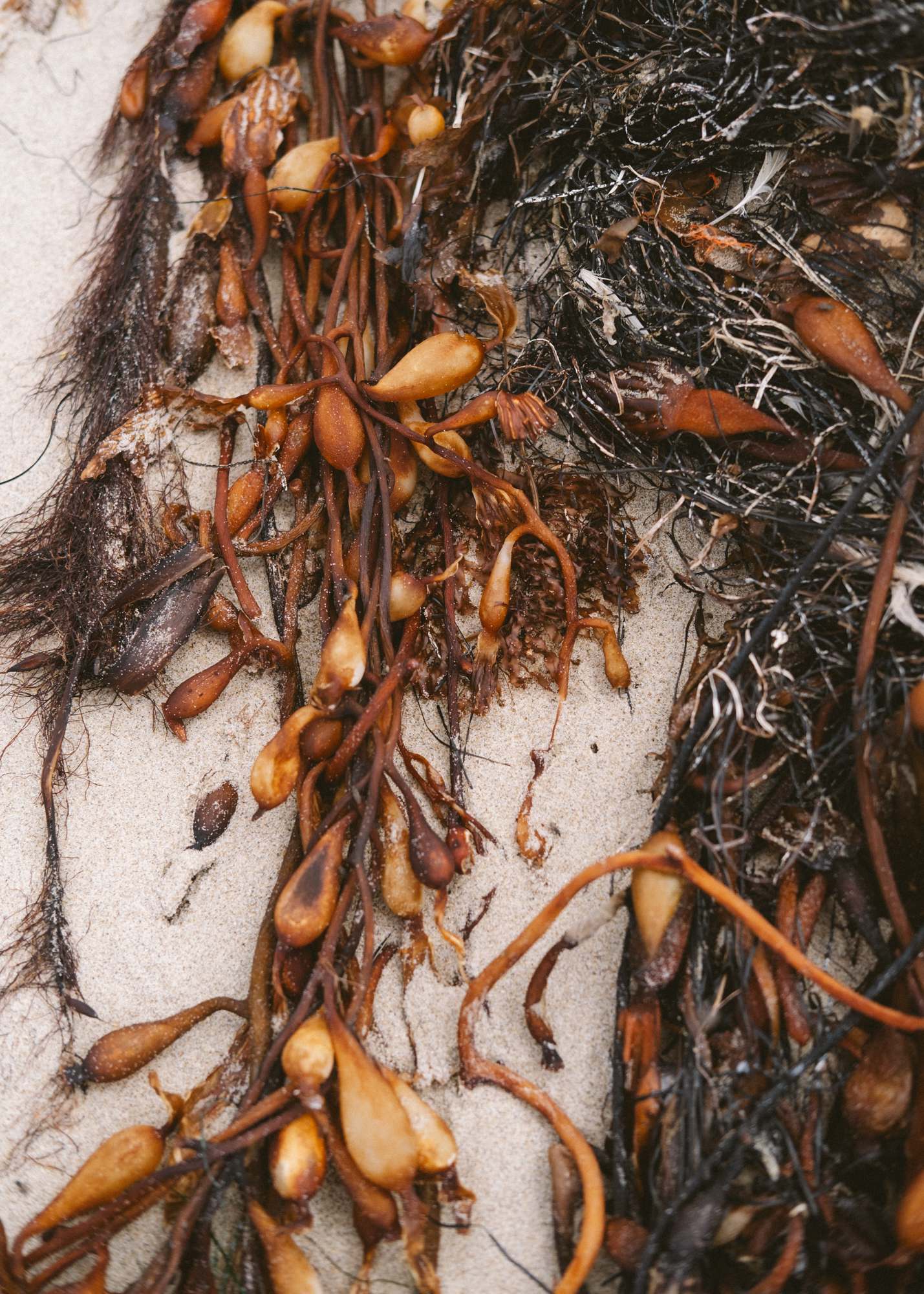 Ocean Plants Washed Ashore