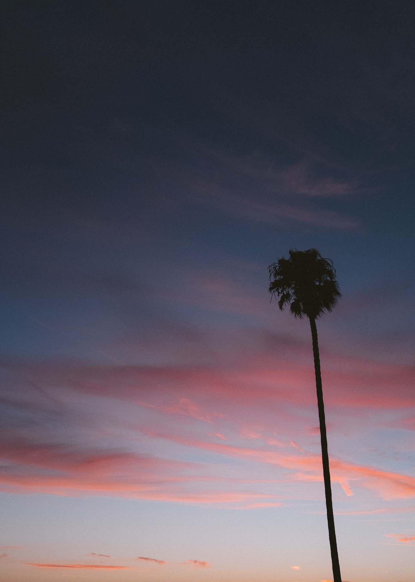 Lone Palm Tree at Dusk