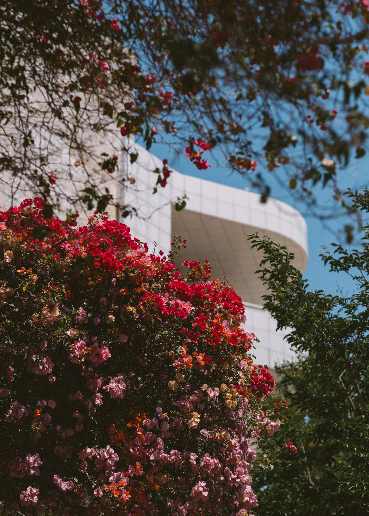 The Getty Center Flowers