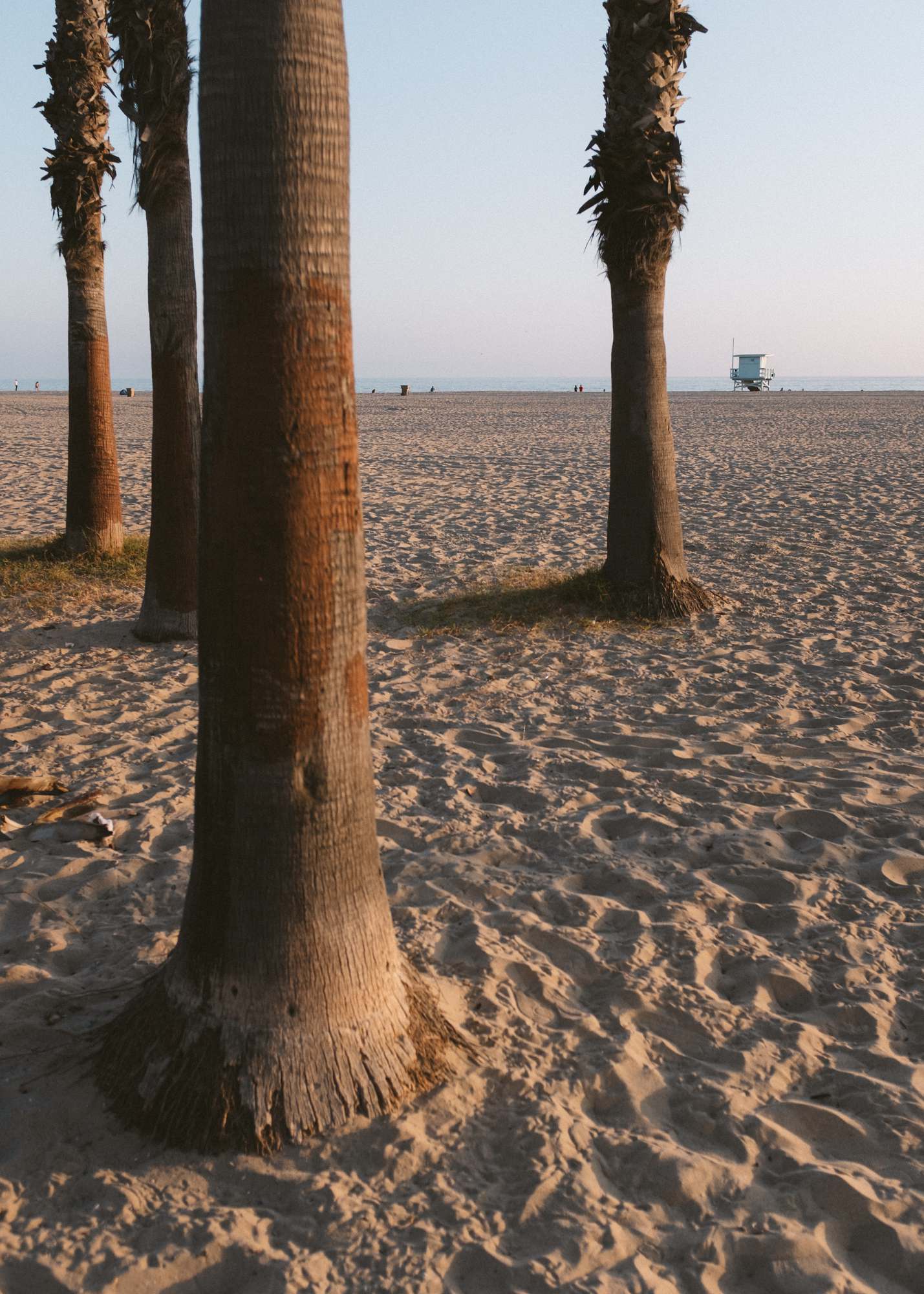 Palm Tree Trunks