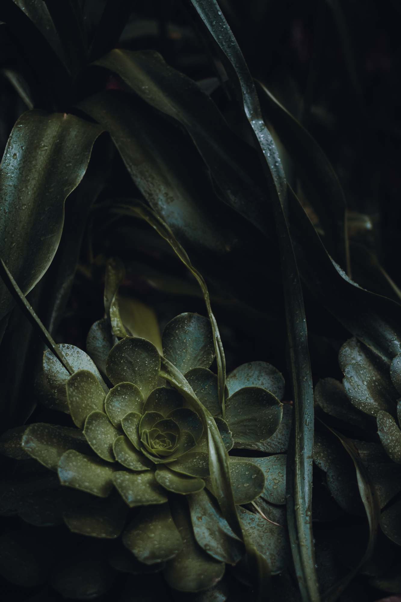 Detail of Plants in the Balboa Park Botanical Building