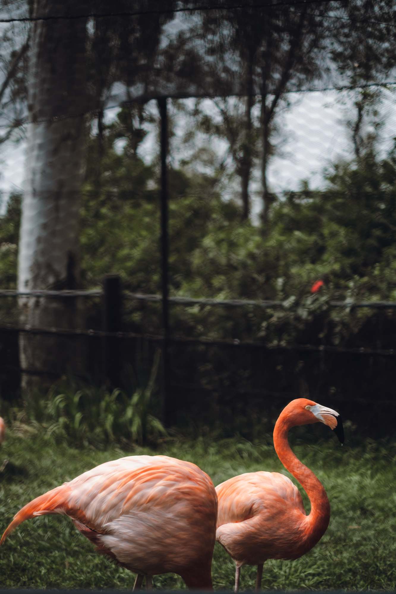 Flamingos at the San Diego Zoo