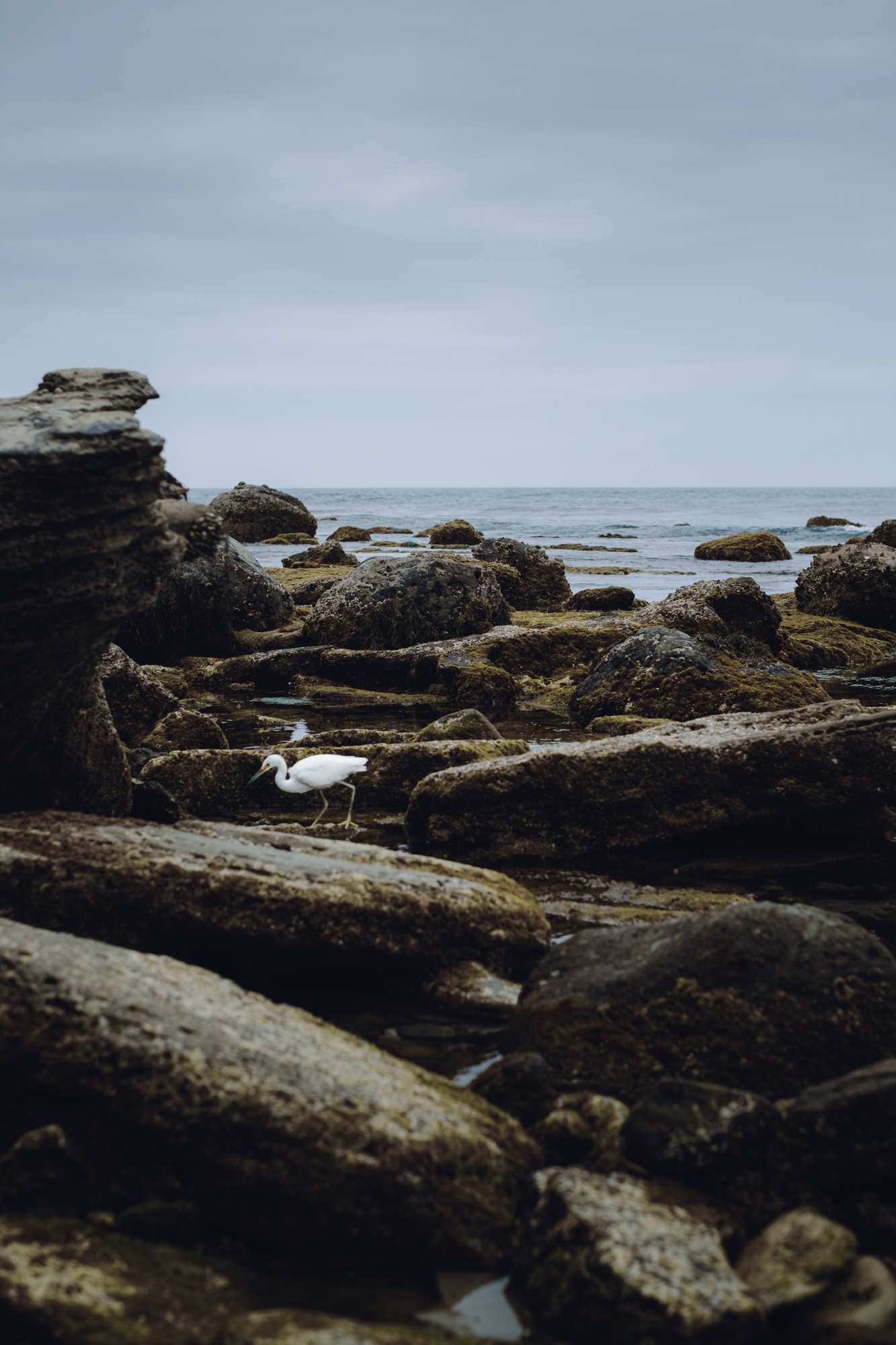 Searching for Dinner in the Tide Pools