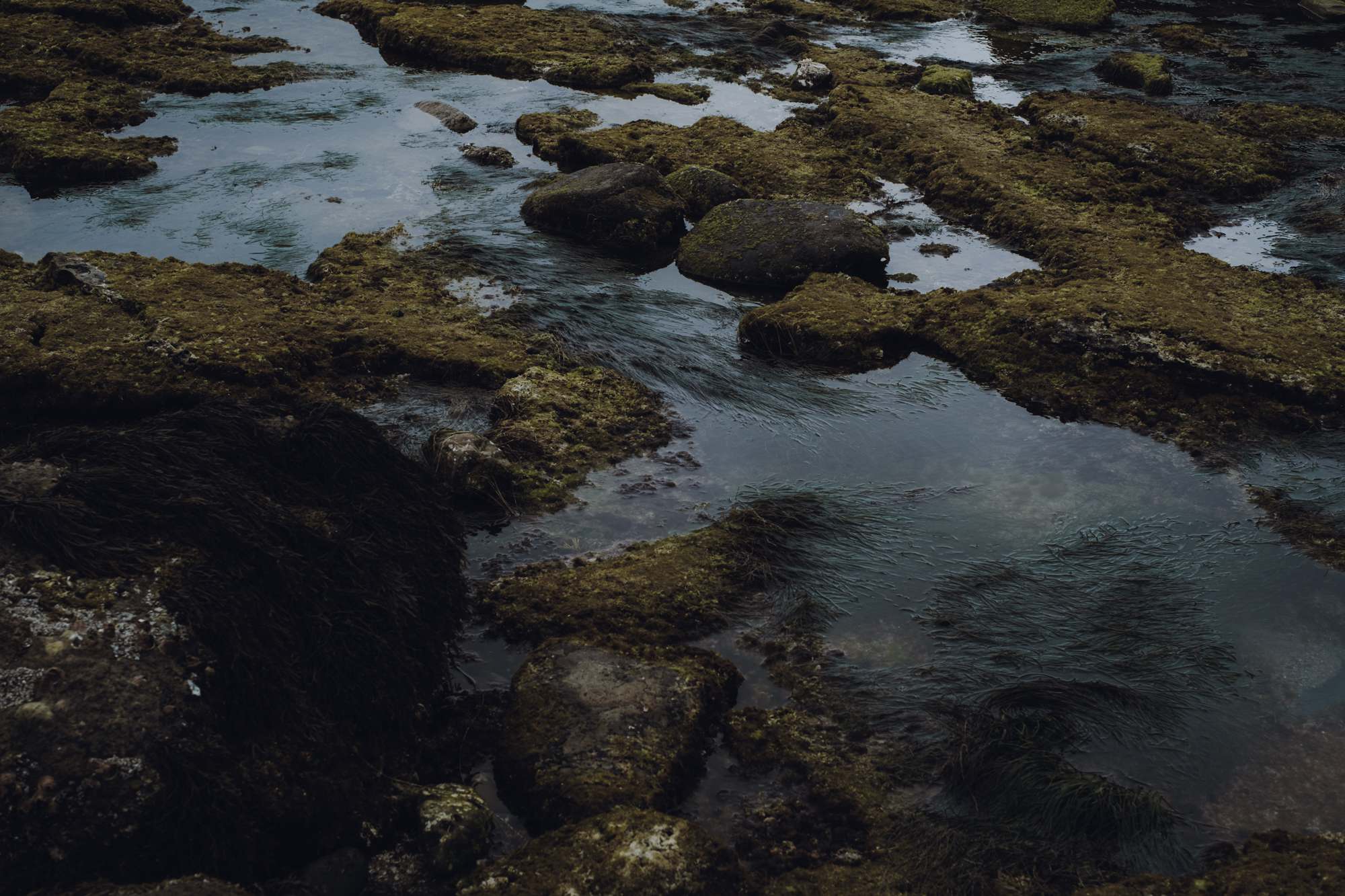 Point Loma Tide Pools
