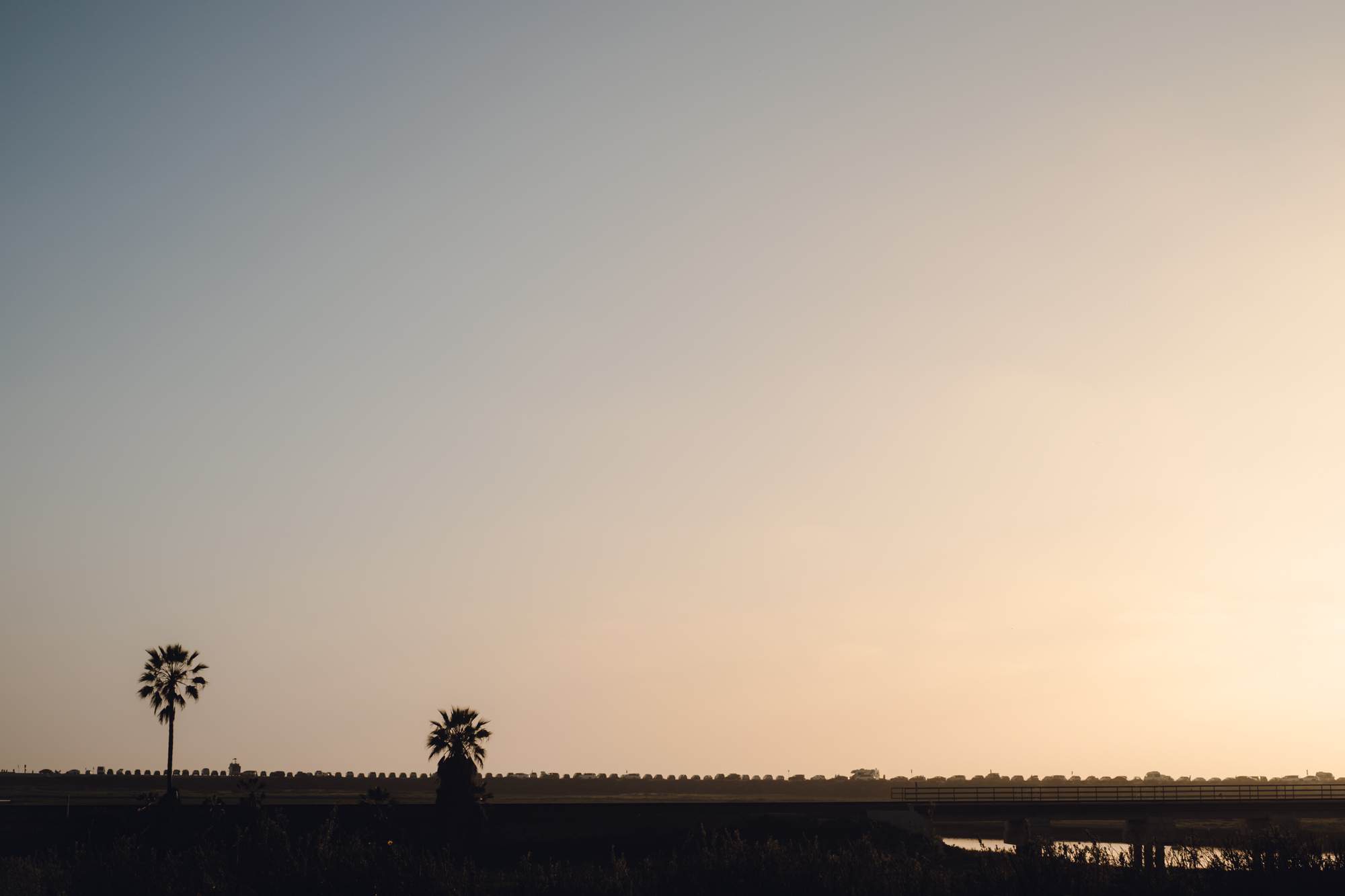 Silhouettes of Palm Trees and a line of Parked Cars at Torrey Pines State Beach, CA