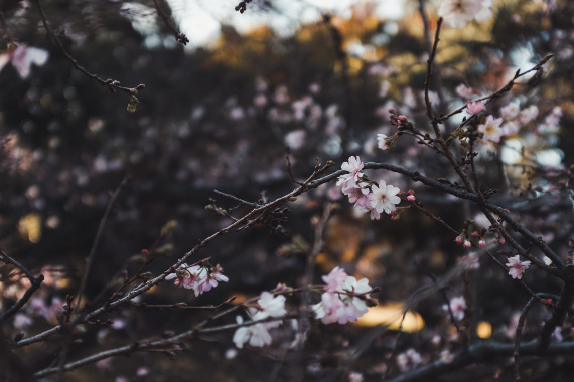 Fall Blossoms - Tokyo, Japan - Fuji X100F