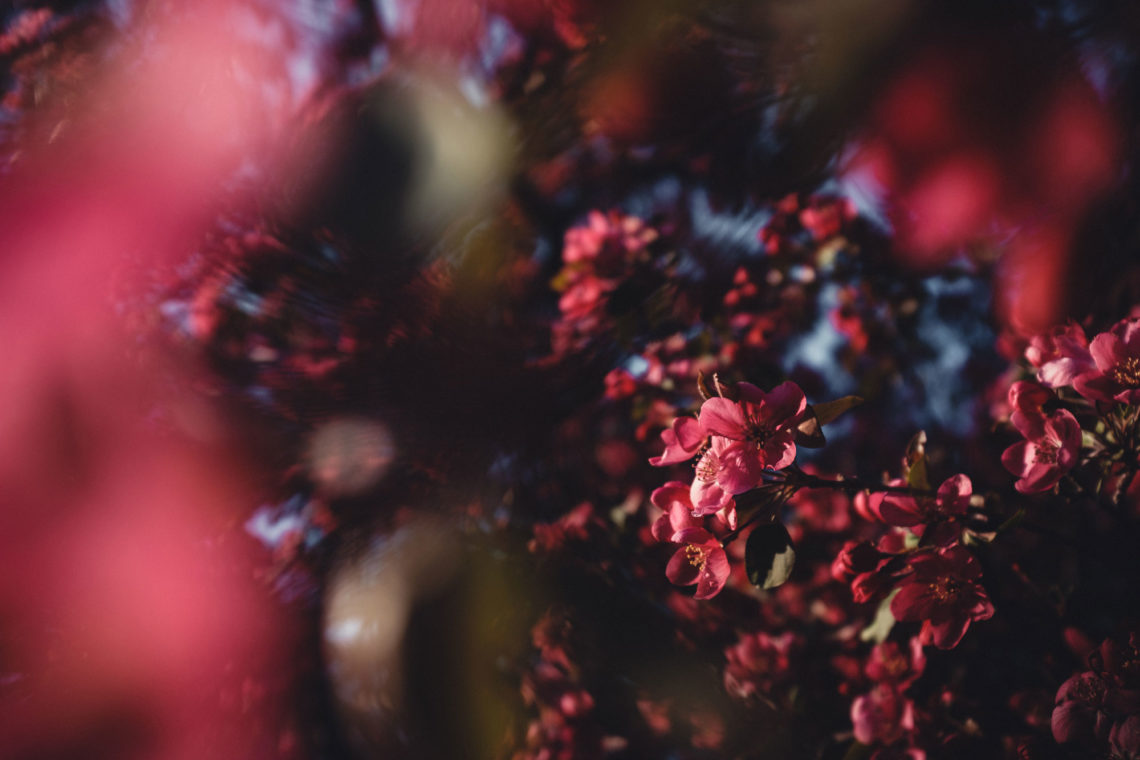 Front Yard Crabapple Blossoms - Denver, United States of America - Fuji X100F