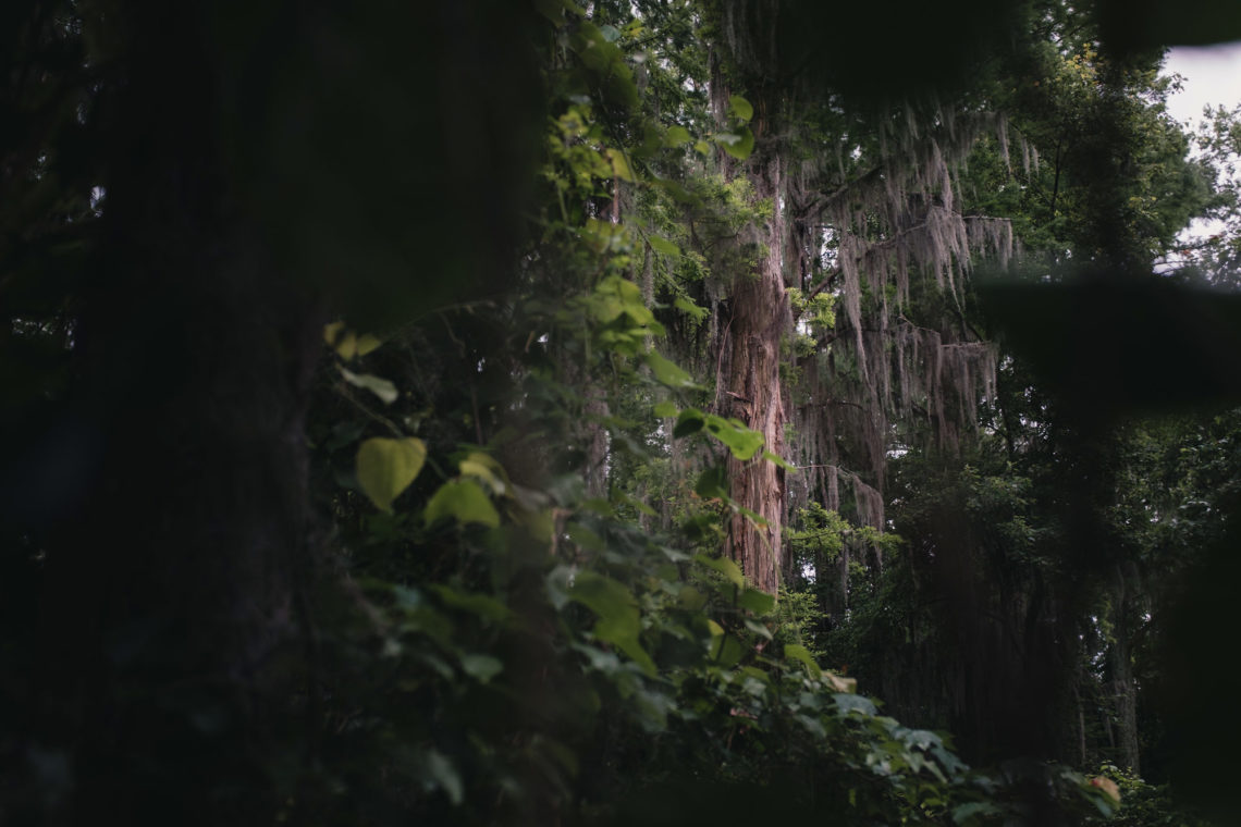 Phinizy Swamp - Augusta, Georgia - Fuji X100F