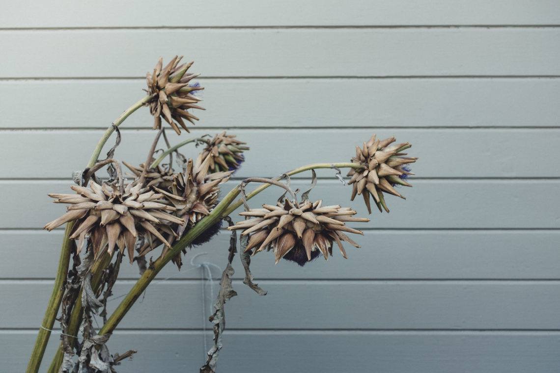 Artichoke Flowers - Petaluma, California - Fuji X100F