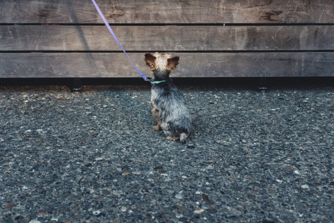 Russian River Brewing Pup - Santa Rosa, California - Fuji X100F