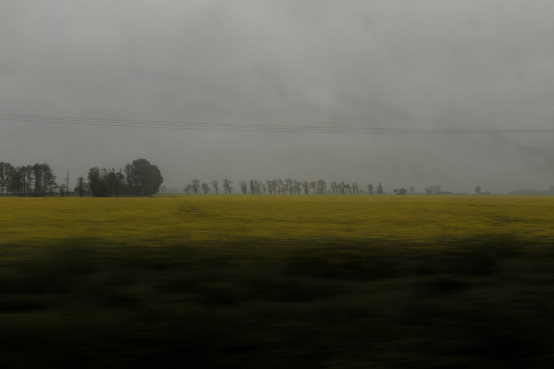 Rapeseed in Bloom - Between Poznań and Warsaw - Fuji X100F