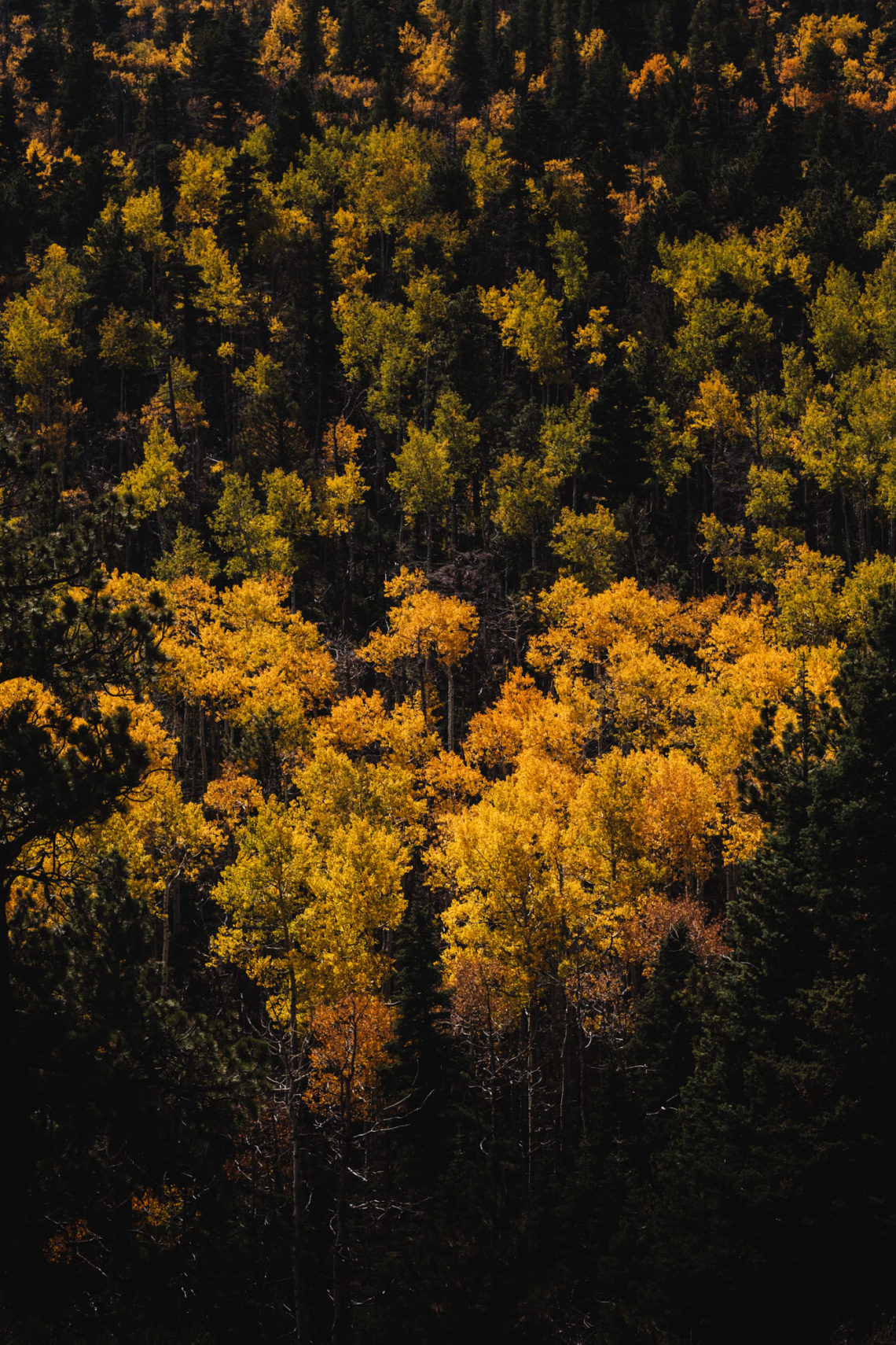 Horn Creek Trail III - Westcliffe, Colorado - Fuji X-T3