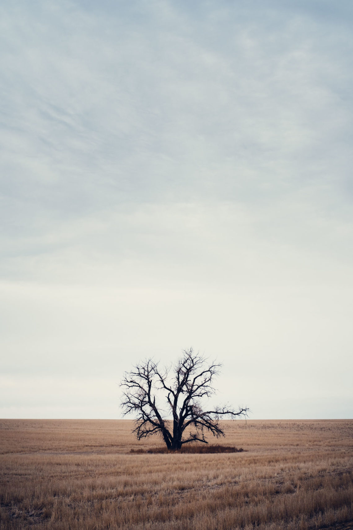 Lone Tree - Lindon, Colorado - Fuji X-T3