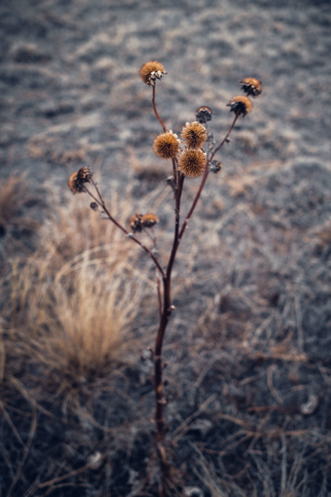 Winter Bouquet - Lindon, Colorado - Fuji X-T3